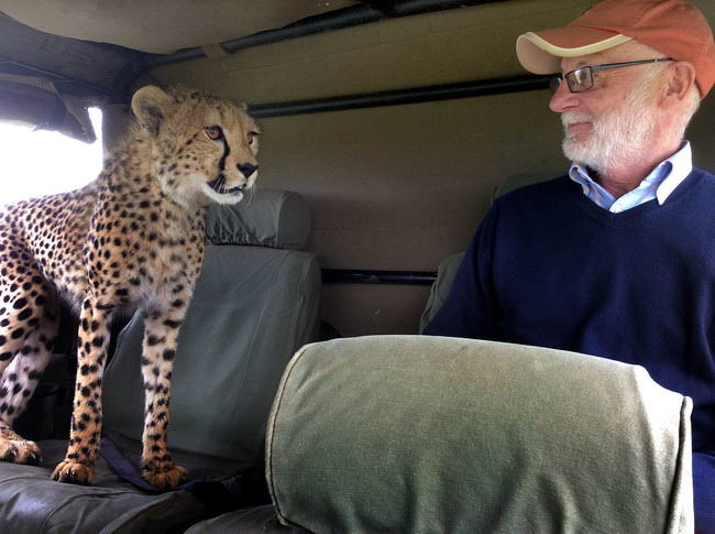 Cheetah Shocks Tourist in Kenya