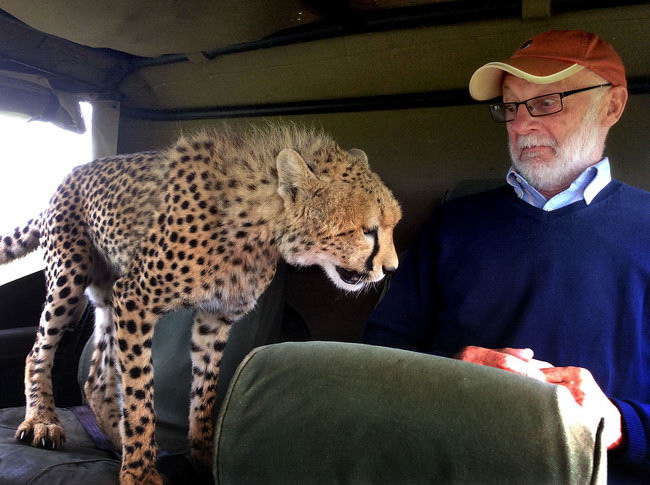 Cheetah Shocks Tourist in Kenya