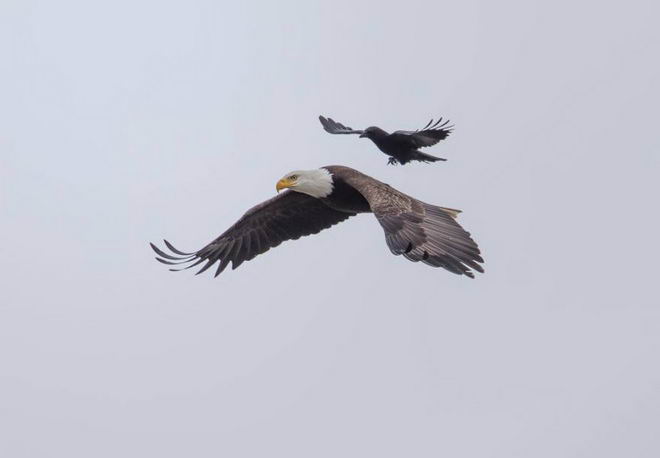 crow-rides-eagle-bird-01