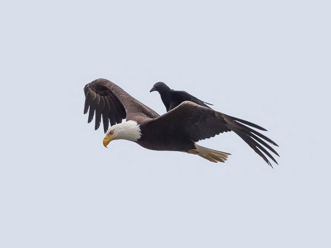 crow-rides-eagle-bird-05