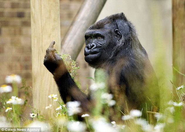 gorilla-middle-finger-1