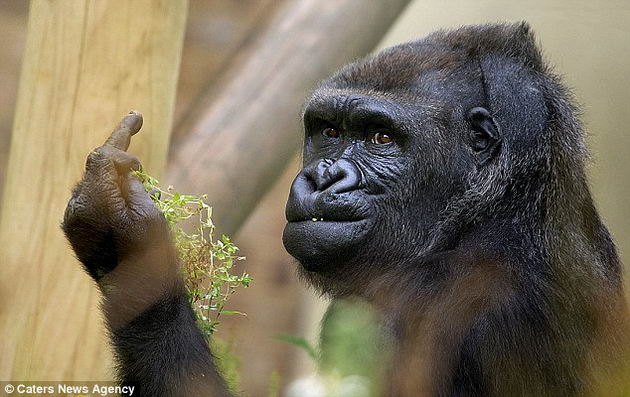 gorilla-middle-finger-2