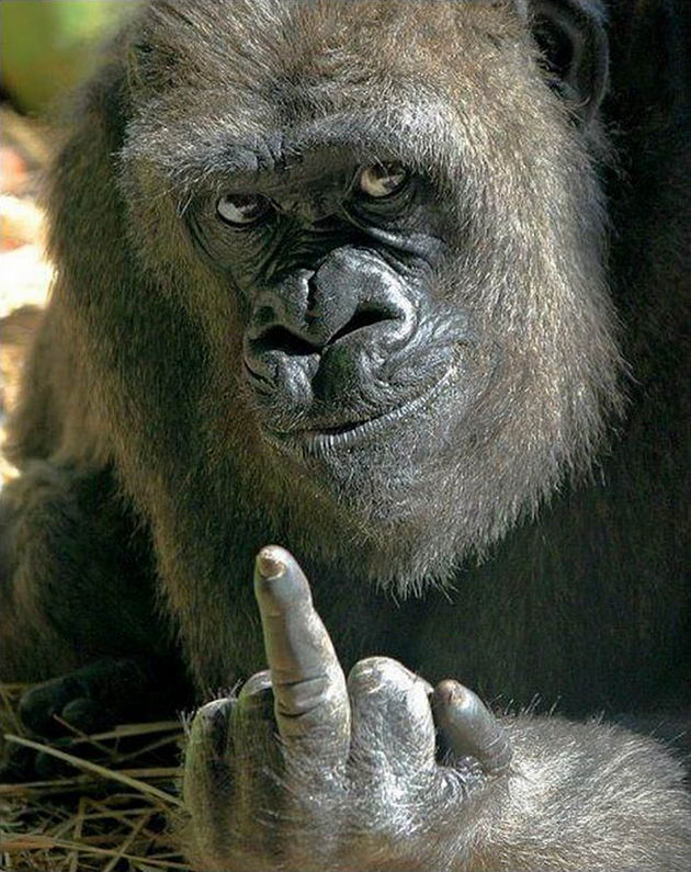 gorilla-middle-finger-3