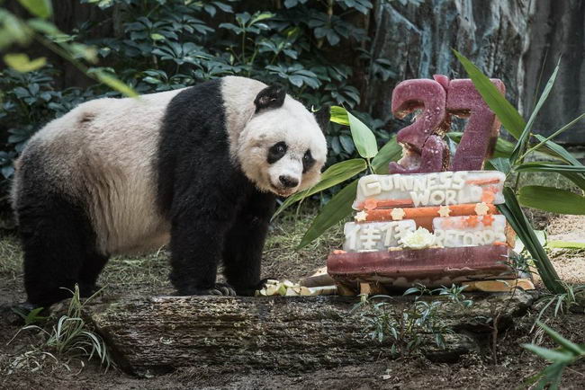 worlds-olderst-panda-1