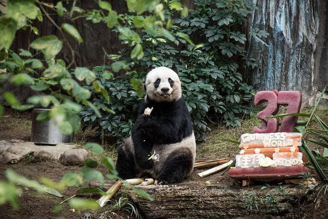 worlds-olderst-panda-2