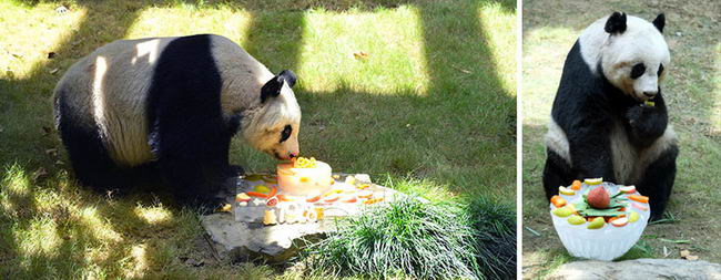 worlds-olderst-panda-3