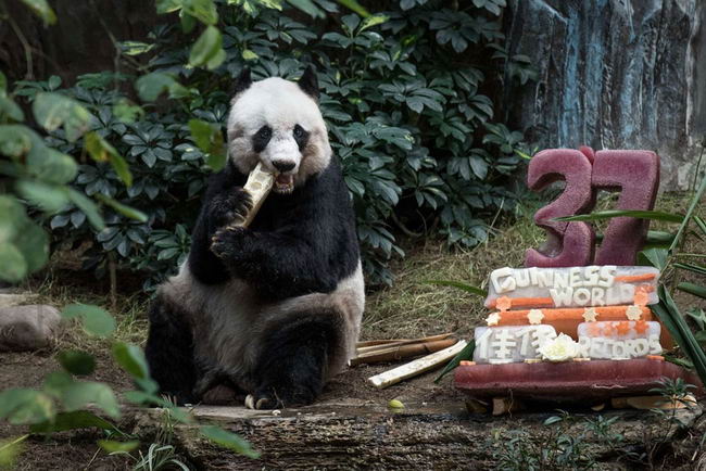 worlds-olderst-panda-4