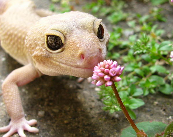 cute-gecko-lizard-17