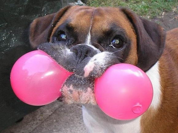 dog-and-water-balloon