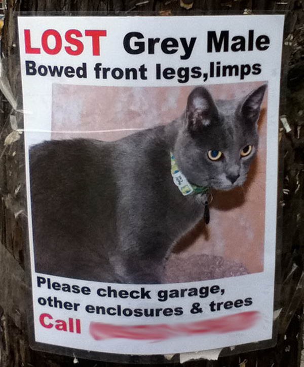 missing-cat-poster-found-next-1