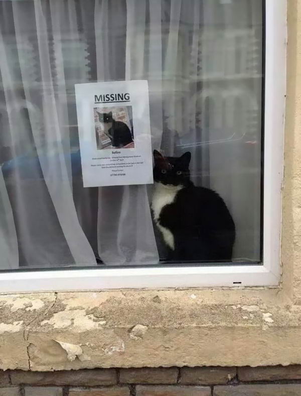 missing-cat-poster-found-next-2