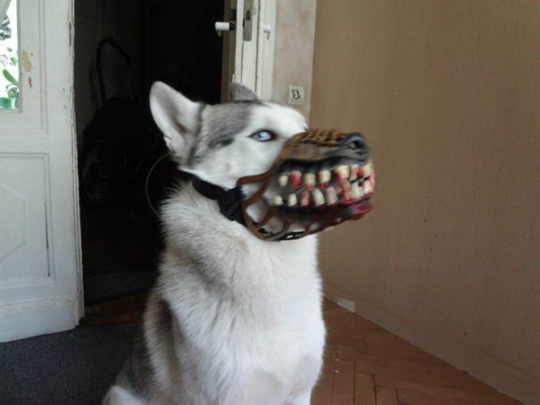 russian-werewolf-dog-muzzle-05