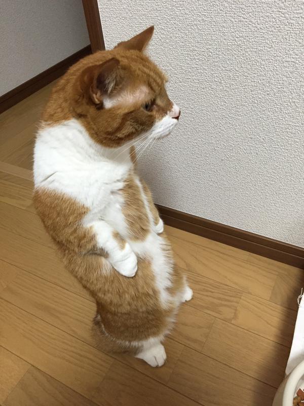 cat-stand-01