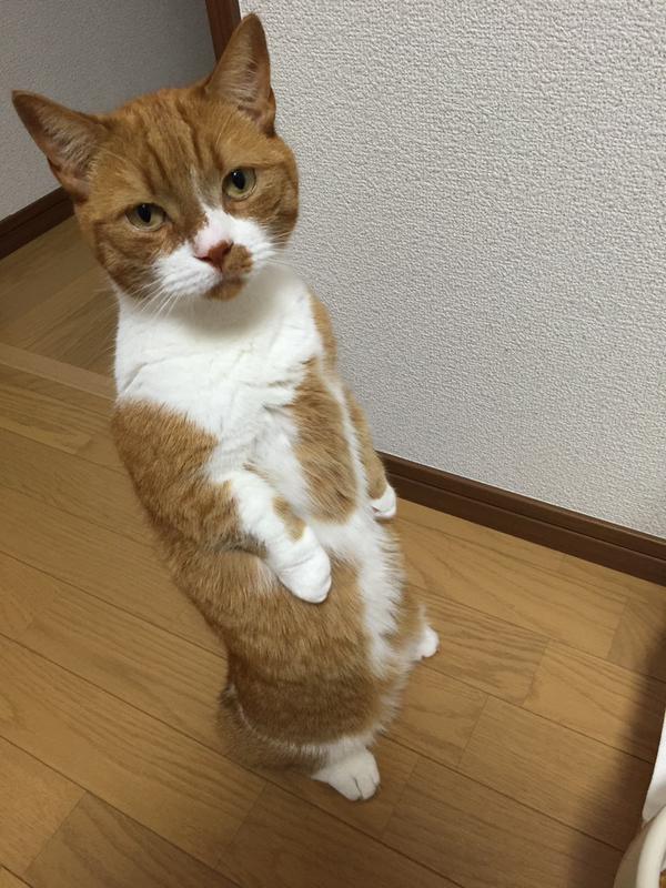 cat-stand-02