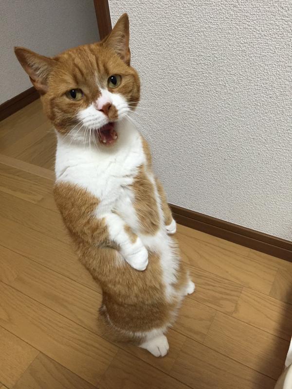 cat-stand-03
