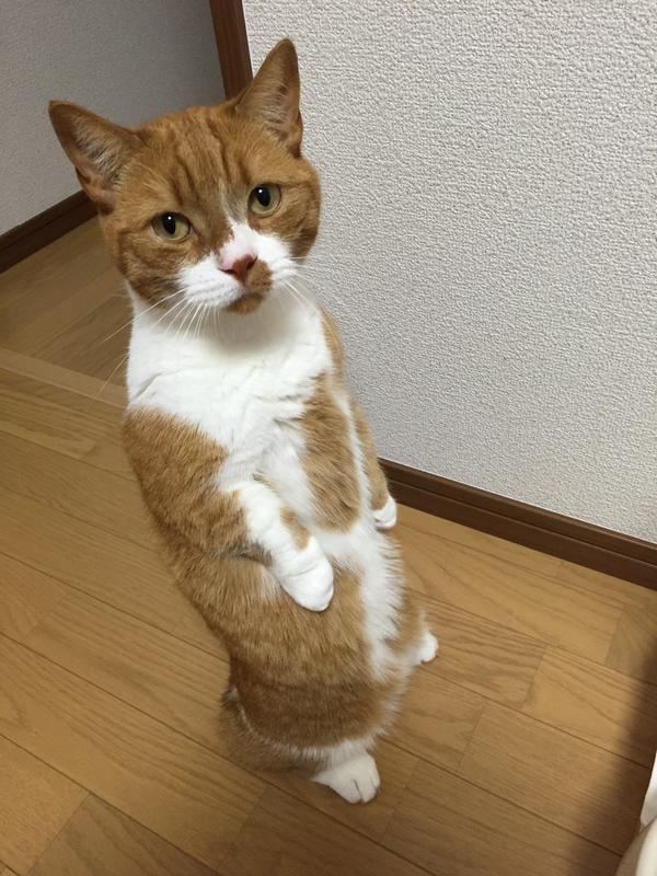 cat-stand-04