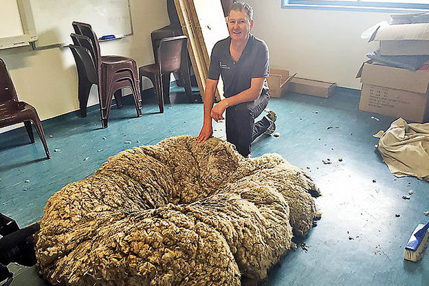 Wooly Merino sheep in Canberra