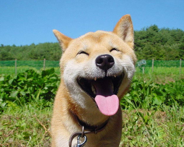 happiest-dogs-smiles-14