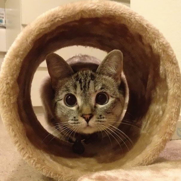 nala-cat-04