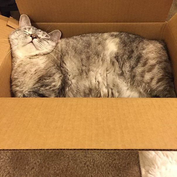 nala-cat-06