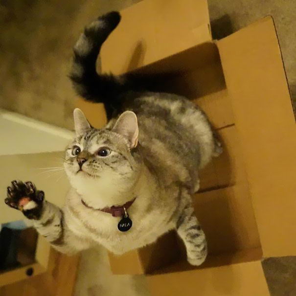 nala-cat-09