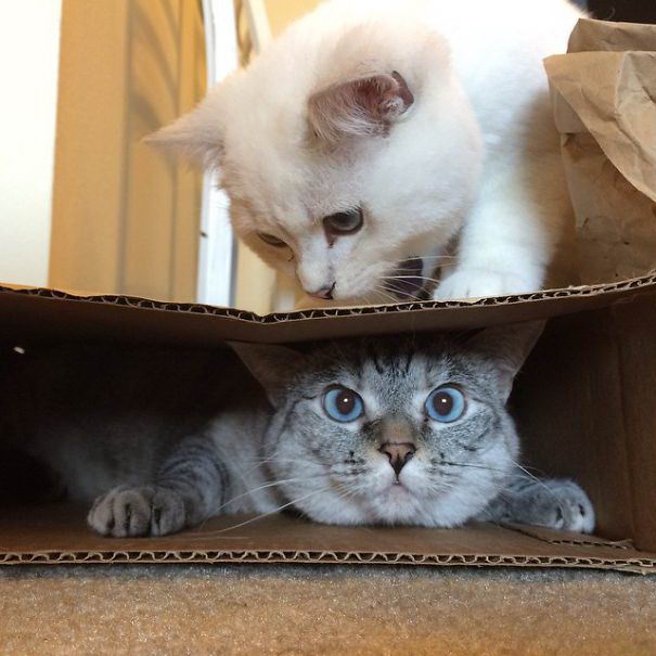 nala-cat-10