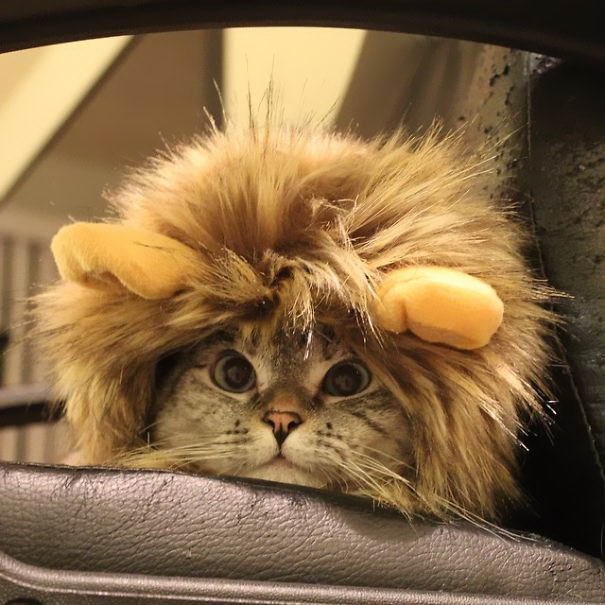 nala-cat-11