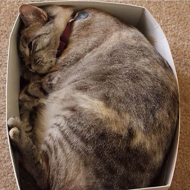 nala-cat-13