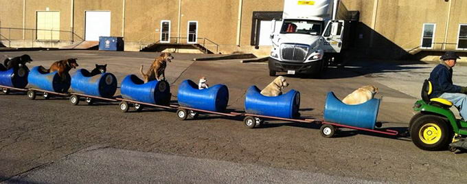 rescued-dog-train-02
