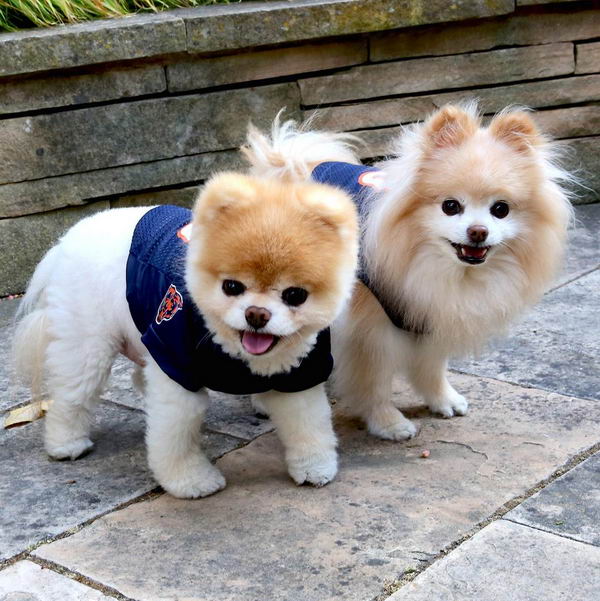 Boo-Buddy-Cutest-Dogs-46