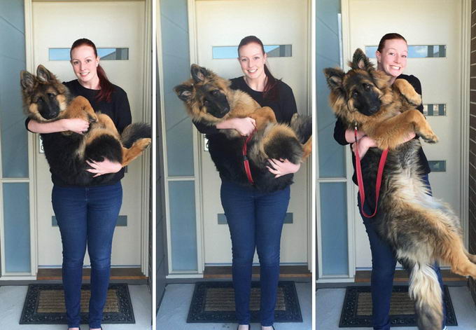 german-shepherd-02