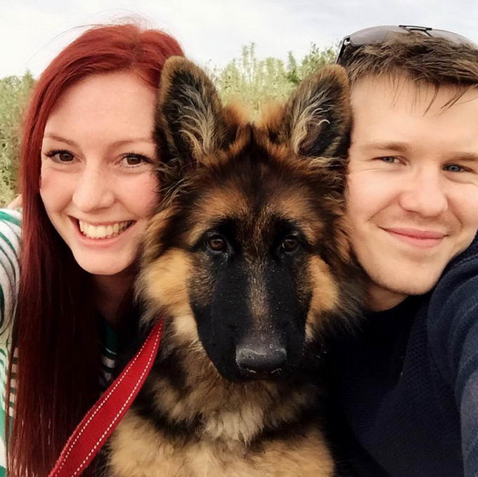 german-shepherd-04