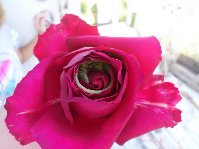 lizard-in-rose-01