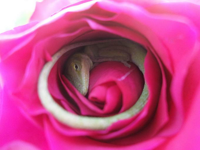lizard-in-rose-02