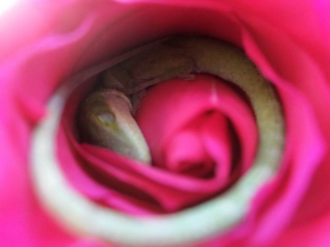 lizard-in-rose-03