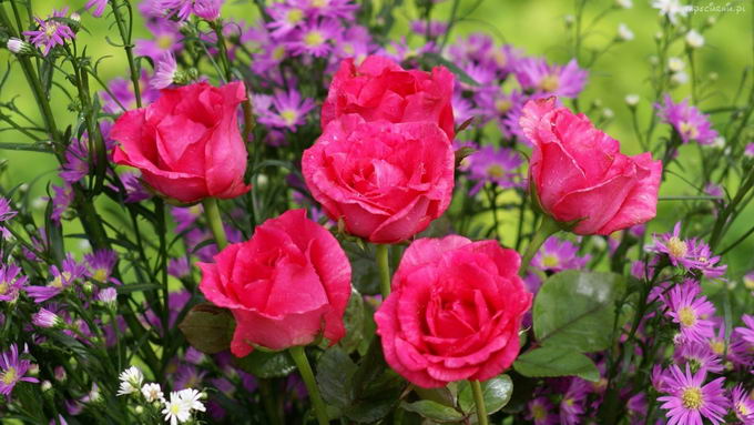 lizard-in-rose-04
