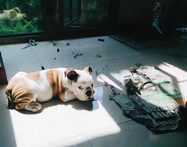 naughty-animals-destroying-stuff-24