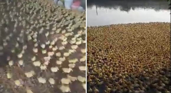 5000-ducks