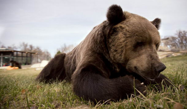 bear-sleeping-bag-06