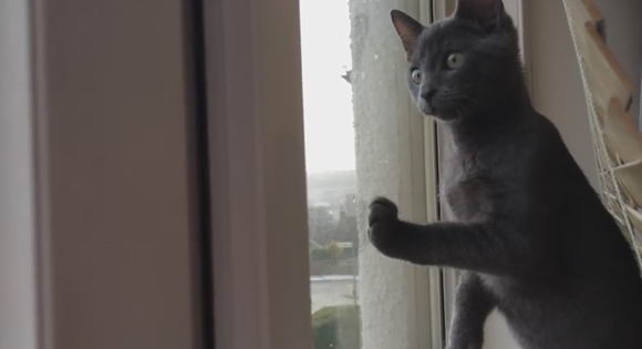 cat-see-snow
