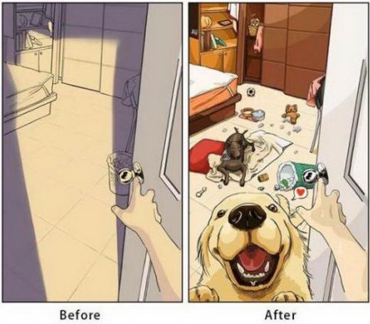 dog-before-after-01