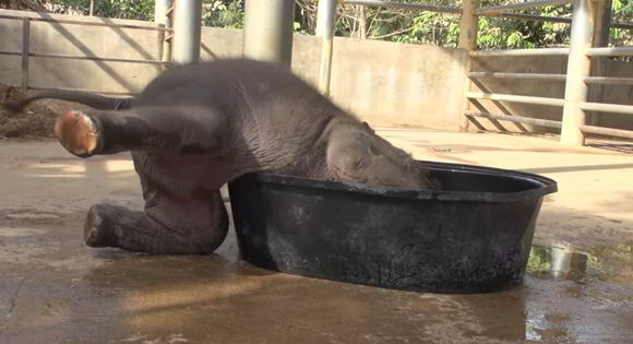 elephant-baht