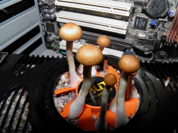 mushroom-in-pc-04