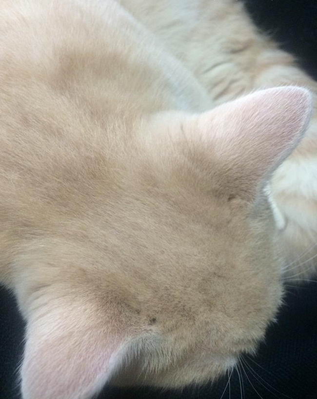 cat-head-smell-spray-02