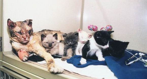cat-help-her-kittens