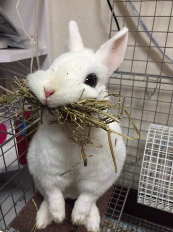 cute-rabbit-02