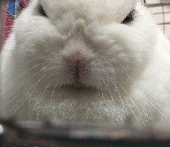 cute-rabbit-05