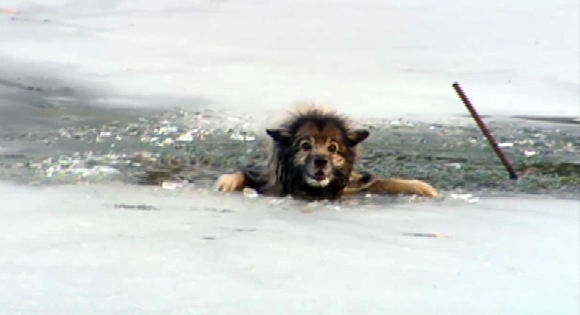 dog-stuck-icy-pond