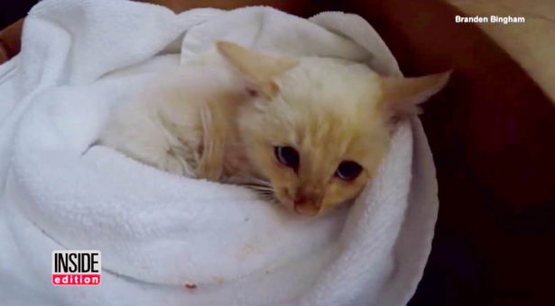 frozen-kitten-rescued-04