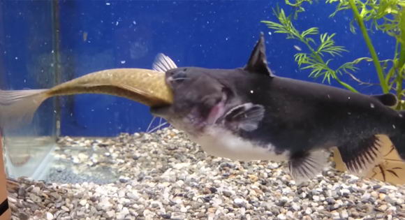 gulper-catfish